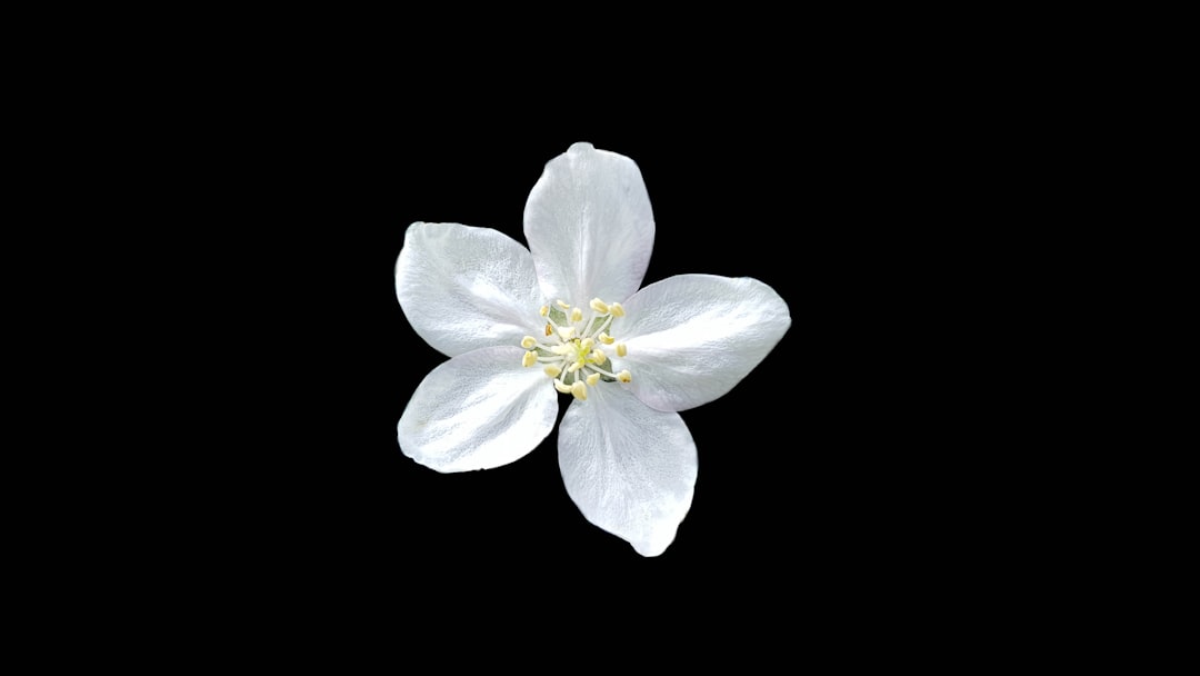White flower on black background.